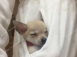 Chihuahua due very soon