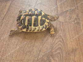 Hermanns Tortoise