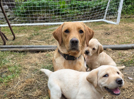If Carlsberg made labs ️