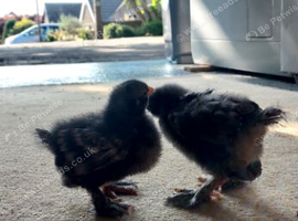 2 Stunning cuckoo pekin bantam chicks - 2 weeks old