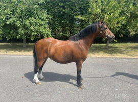 4 year old registered welsh section A