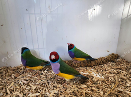 1 male gouldian