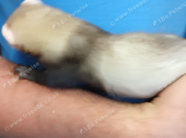 Ferrets for sale in southampton.