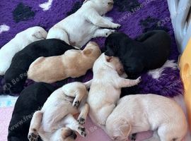 Labradors for sale