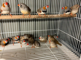 zebra finches for sale