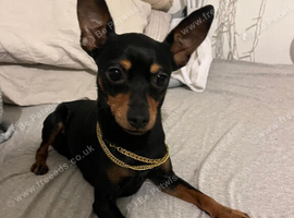 Prague ratter (prazsky Krysarik) stud dog for sale
