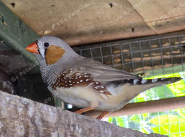 Finches