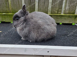 Netherland dwarf