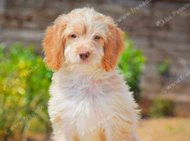 5* licensed breeder two beautiful girls! Ready now!