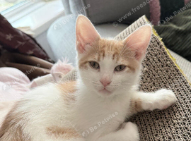 I have 4 beautiful kittens mum is a Calico and dad is a Maine coon