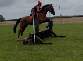 16.1 12 yr old gelding