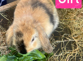 Mini Lion Lop Babies - READY TO LEAVE