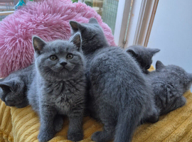 From pedigree parents, BSH kittens