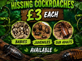 Madagascan Hissing Cockroaches