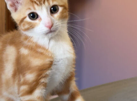 Kitten