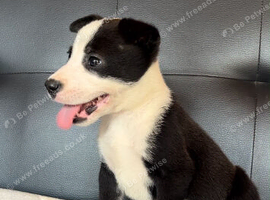 Stunning huski x American bull dog puppies