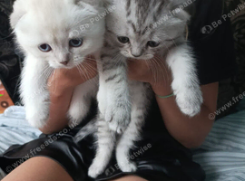 Kittens