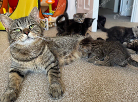 Maine coon X Kittens
