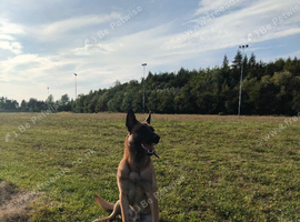 Belguim malinois