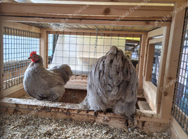 Cheapest Pekins around trio adult lavender birds