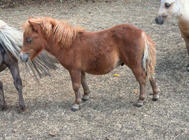 3 Registered Miniature Shetland Colt Foals.
