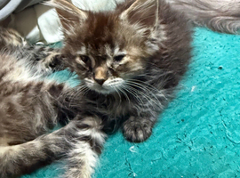 Persian cross mainecoon kitten