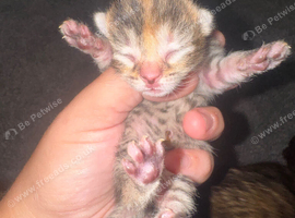 6 gorgeous kittens