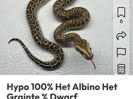 6th generation hypo dwarf burm