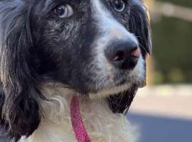 Working cocker spaniel (blue roan ) girl