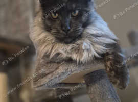 MAINE COON STUD BLACK SMOKE &pound;250