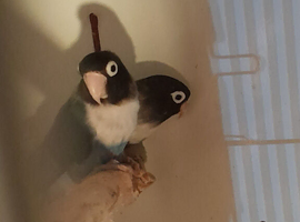 Pair of masked lovebirds