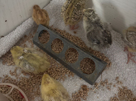 Chicks