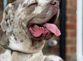 Merle white lilac male