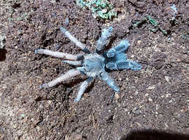 Rare! Lyrognathus Giannisposatoi - Sumatran stoutleg tarantula
