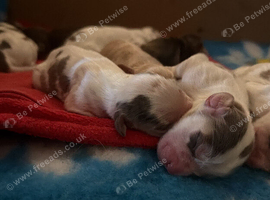 STUNNING SHOW COCKER SPANIEL PUPPIES