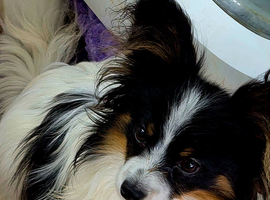 KC Registered Papillon's