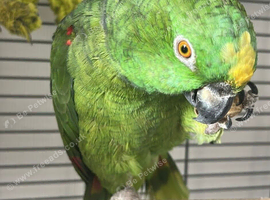 Female Orange Winged Amazon