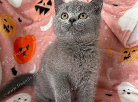 Ready now British Shorthair kittens