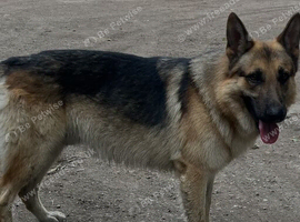 Male GSD dog