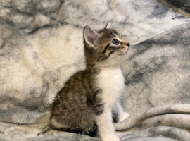 Adorable Kittens Need A New Home