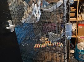 4 6-8month old fancy rats