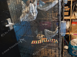 4 bonded female fancy rats with set up