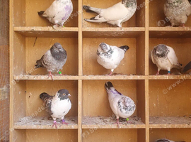 12 Pakistani pigeon for sale