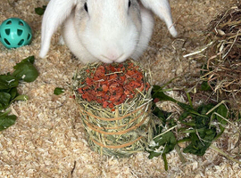Female called dolly