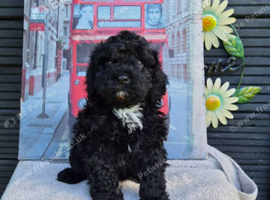STUNNING CAVAPOO LAST ONE!