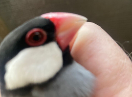Java Sparrow wanted