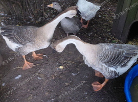 Lovely frendly pair of chinese geese for sale