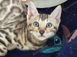 TICA registered pedigree bengal kittens