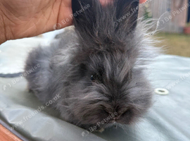Angora lion head mixed breed