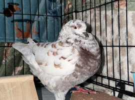 WANTED - HAND TAME MODENA PIGEON.
